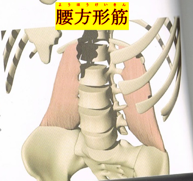 急性腰痛のケアについて(ぎっくり腰編) – サラディオ整体院